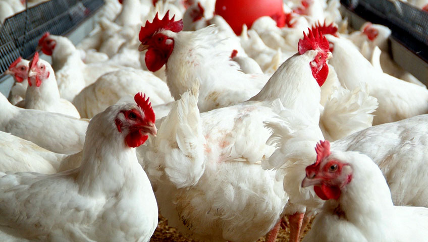 Poultry Products